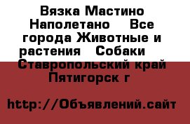 Вязка Мастино Наполетано  - Все города Животные и растения » Собаки   . Ставропольский край,Пятигорск г.